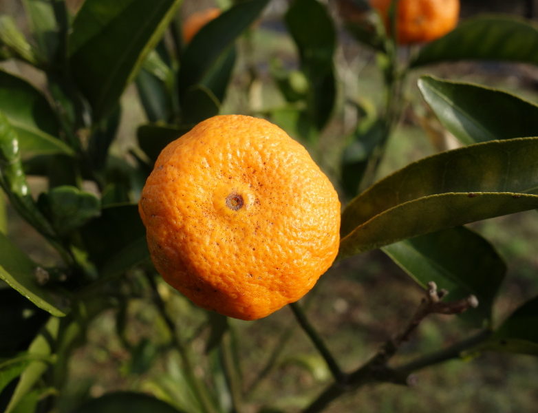 シークヮーサーの市販接ぎ木苗の地植え栽培 香酸柑橘の栽培