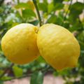 レモンの葉っぱの油胞の主成分はD-リモネンという香り成分