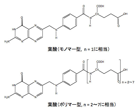 モノマー型とポリマー型の葉酸