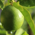 レモンのリモネンはむしろ少ない！油汚れを落とすにはどの柑橘がいい？