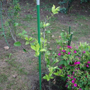 トゲなしレモンの栽培：接ぎ木苗を購入して6年後に畑に移植