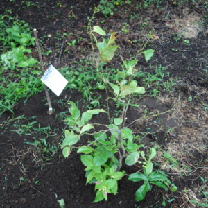 地植え用に鉢植えで6年間育てていたレモンの実生苗を畑に移植