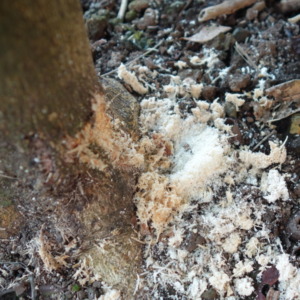 カミキリムシの幼虫によるシークヮーサーの幹の食害2023
