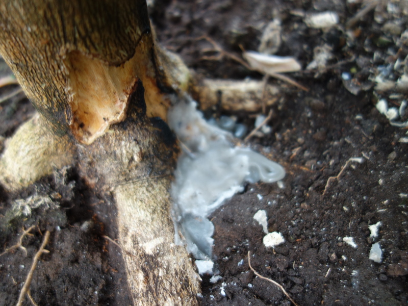 カミキリムシの幼虫に食害されているシークヮーサーの木