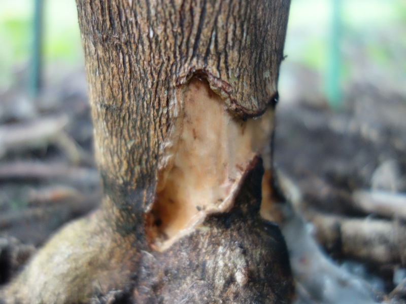 カミキリムシの幼虫に食害されているシークヮーサーの木