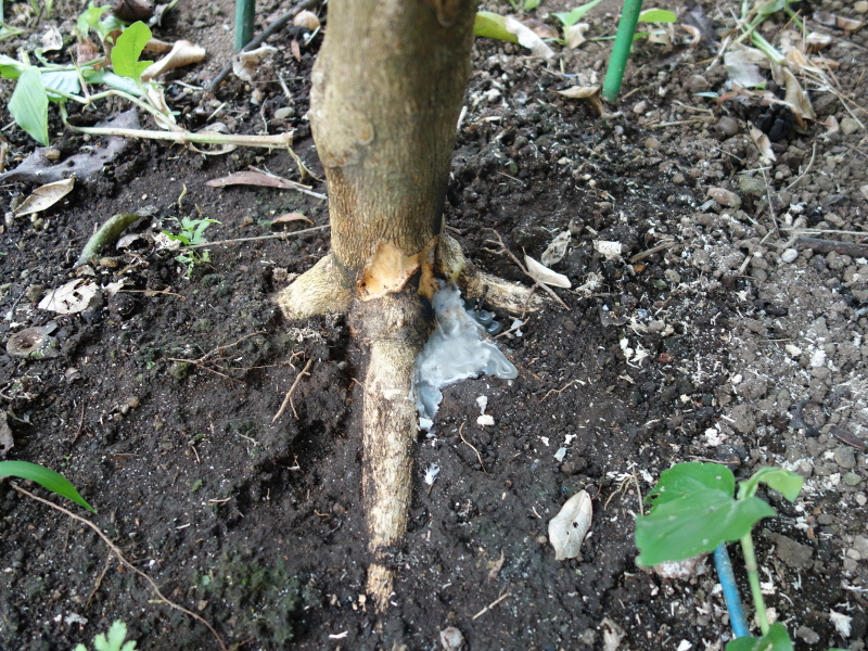 カミキリムシの幼虫に食害されているシークヮーサーの木の穴にロウソクを流し込んで固めた写真