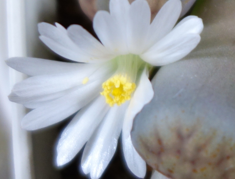 リトープスの花