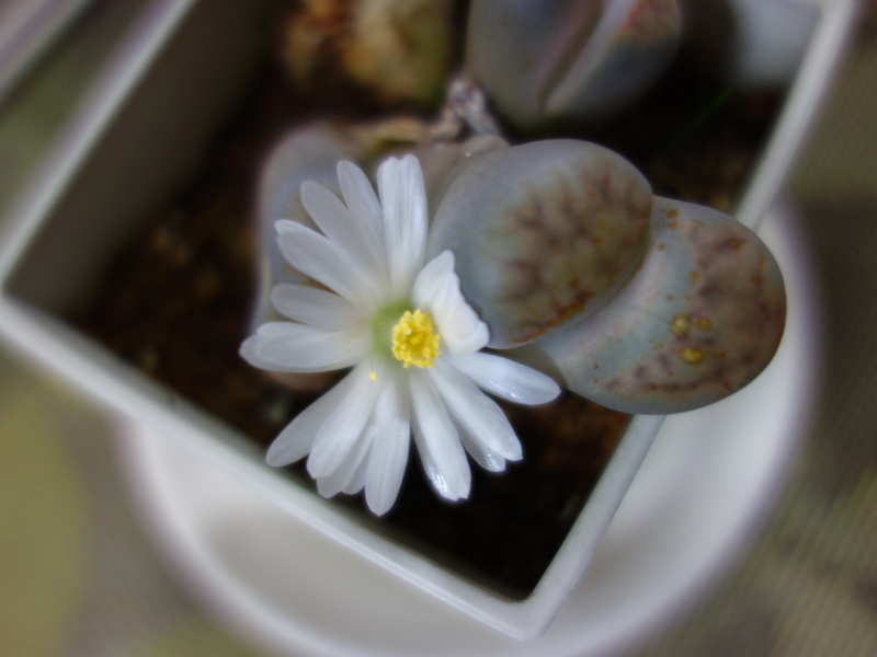 リトープスの花