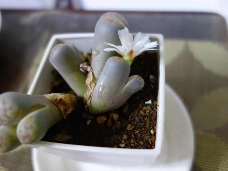 リトープスの花