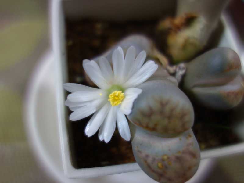 リトープスの花