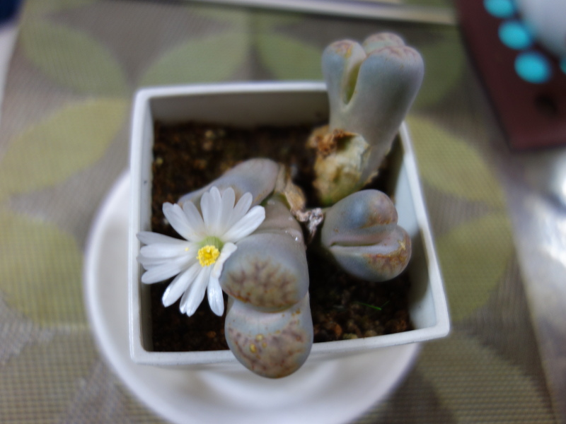 リトープスの花