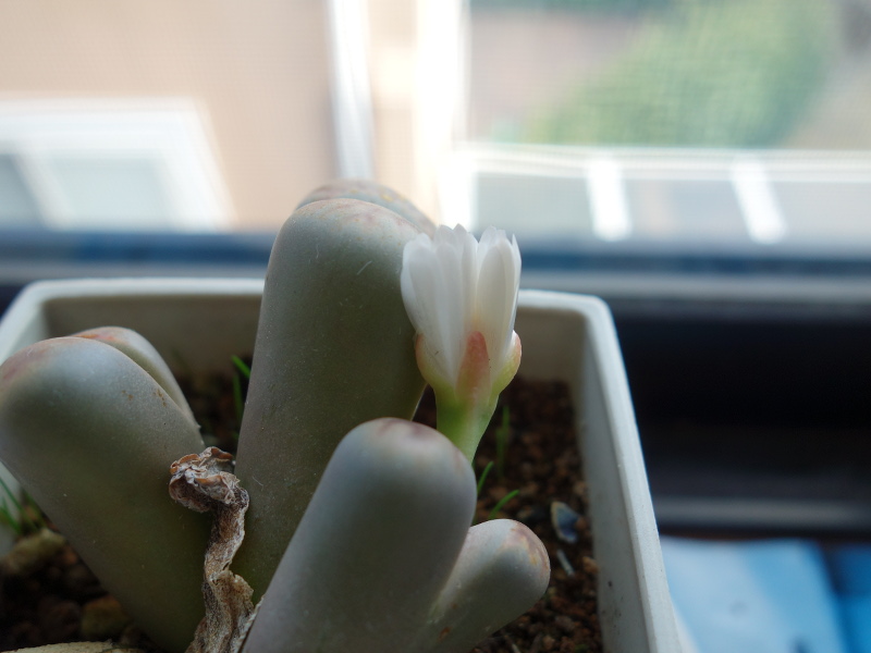 リトープスの花