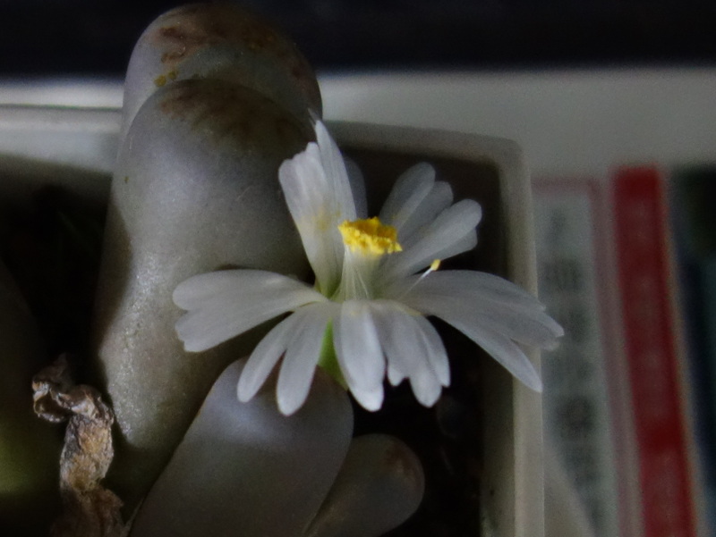 リトープスの花