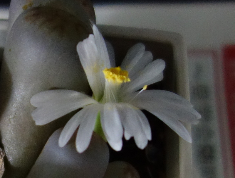 リトープスの花