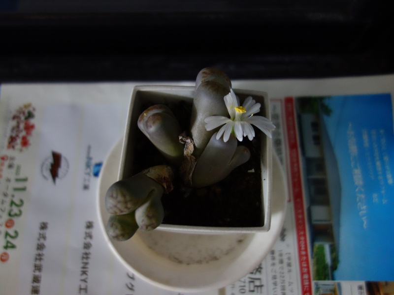 リトープスの花