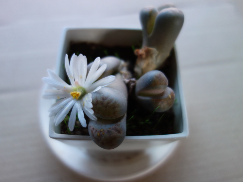 リトープスの花