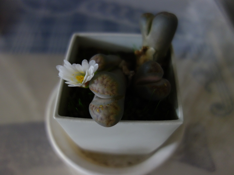 リトープスの花