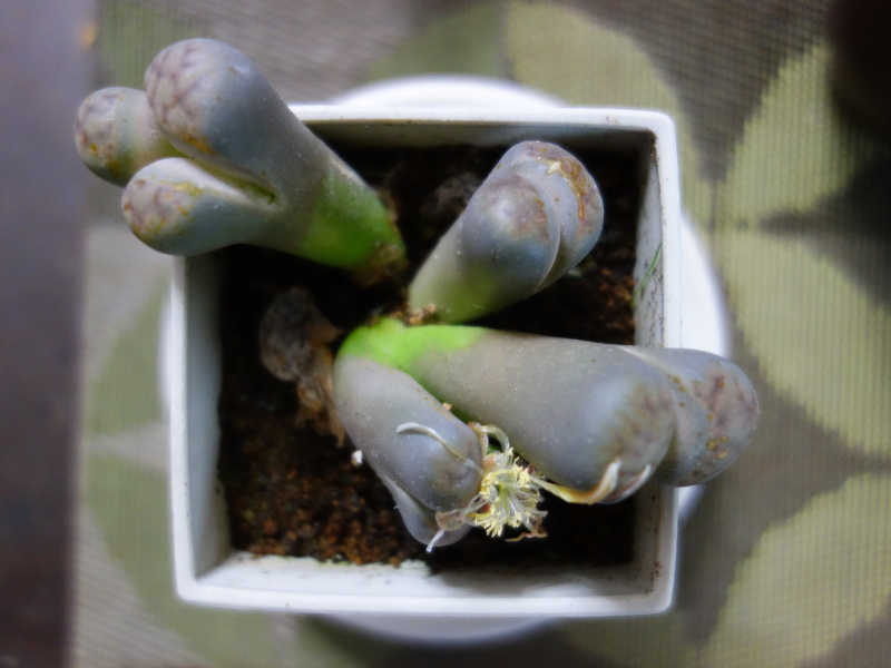 萎れてきたリトープスの花