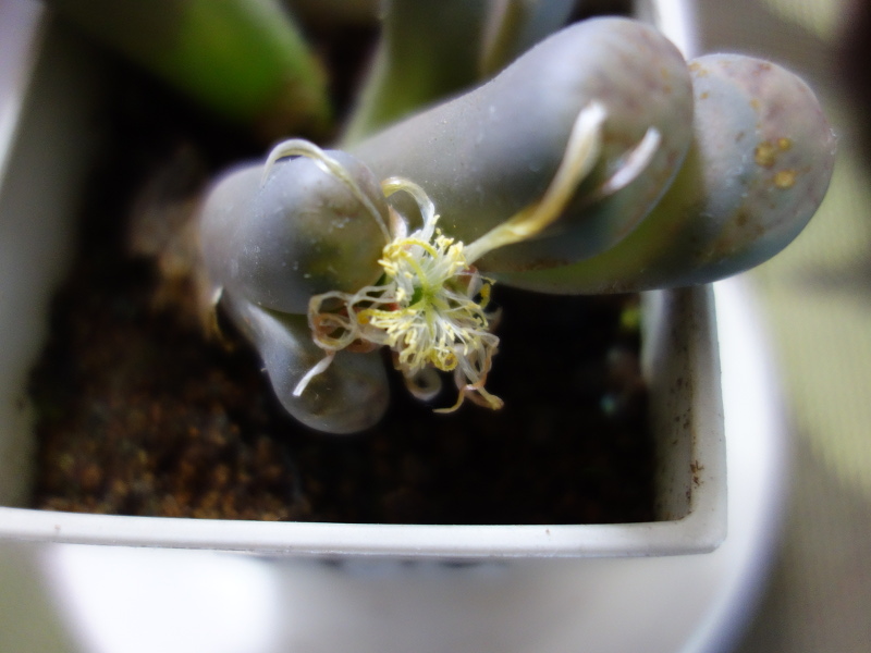 萎れてきたリトープスの花