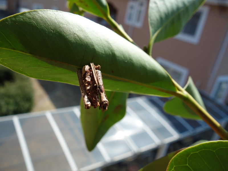 イエローストロベリーグァバの葉っぱにいる蓑虫