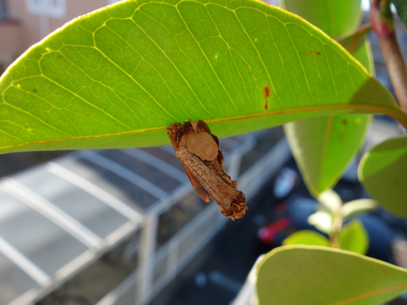 イエローストロベリーグァバの葉っぱにいる蓑虫