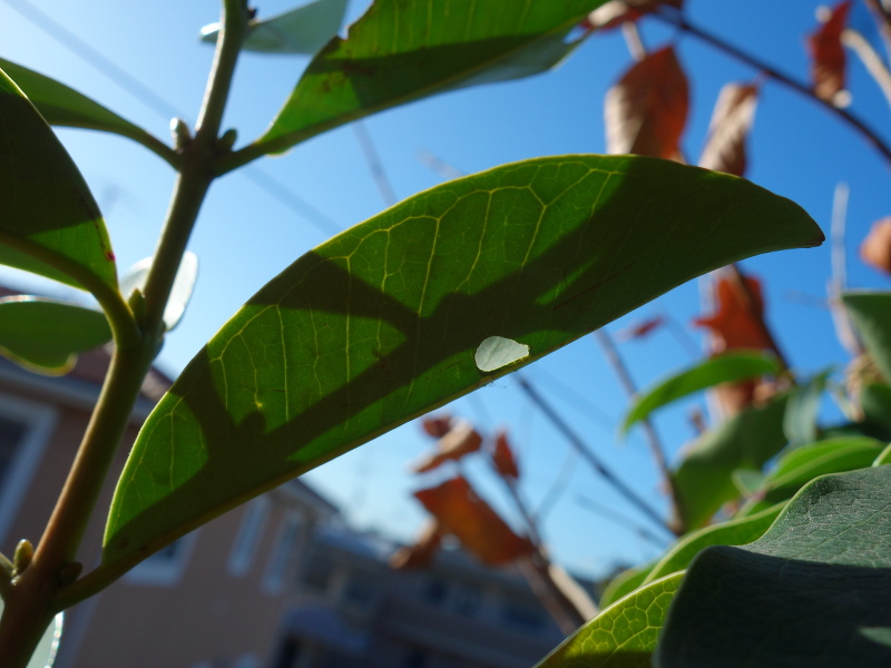 蓑虫に食べられたイエローストロベリーグァバの葉っぱ