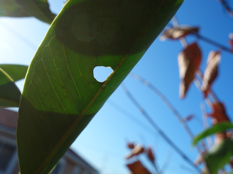 蓑虫に食べられたイエローストロベリーグァバの葉っぱ