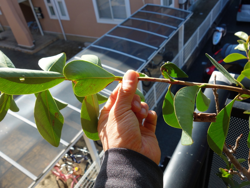 イエローストロベリーグァバの葉っぱにいる蓑虫