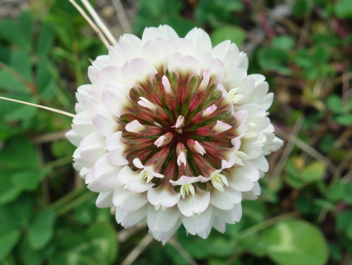 シロツメクサの花