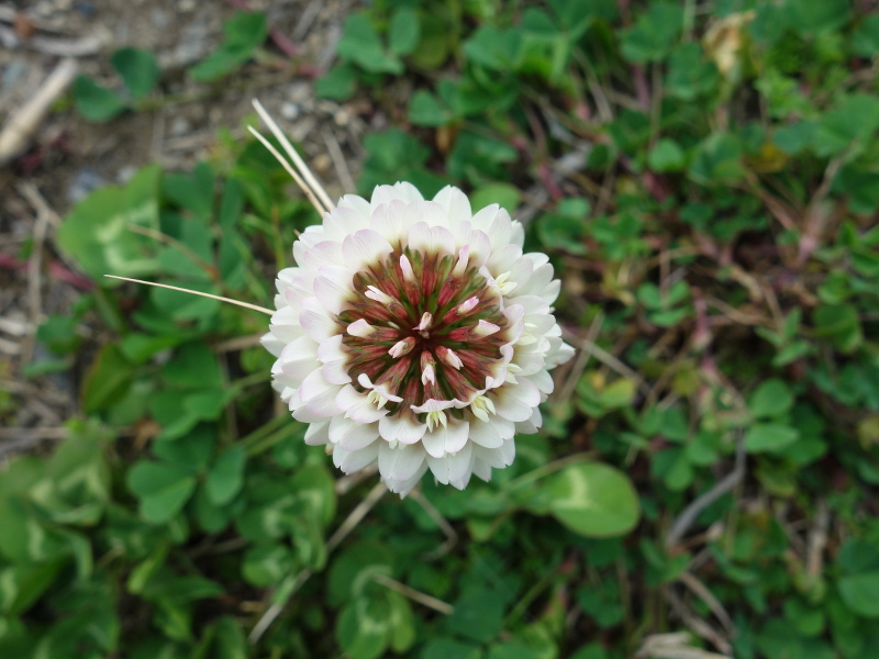 シロツメクサの花