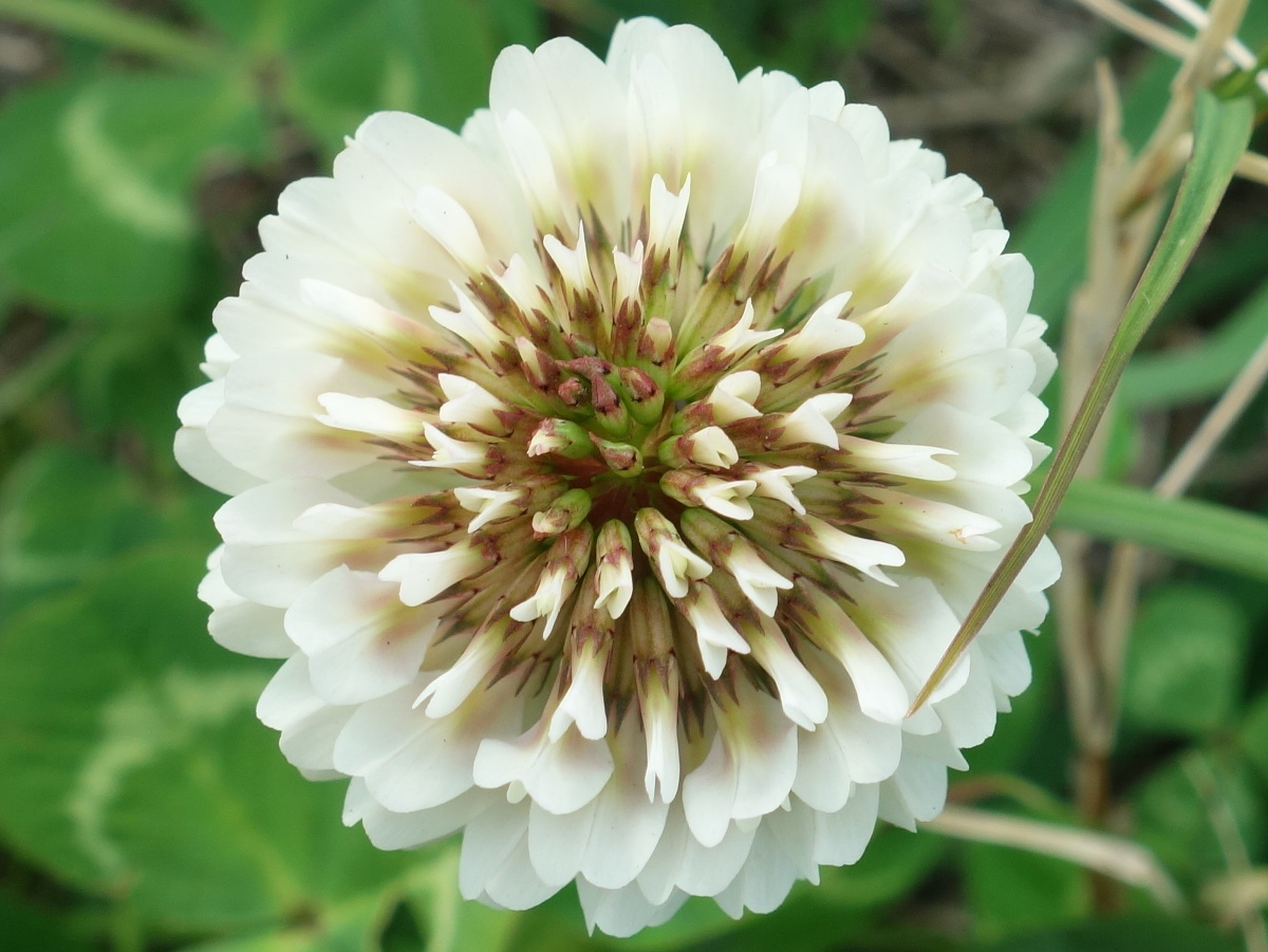 シロツメクサの花