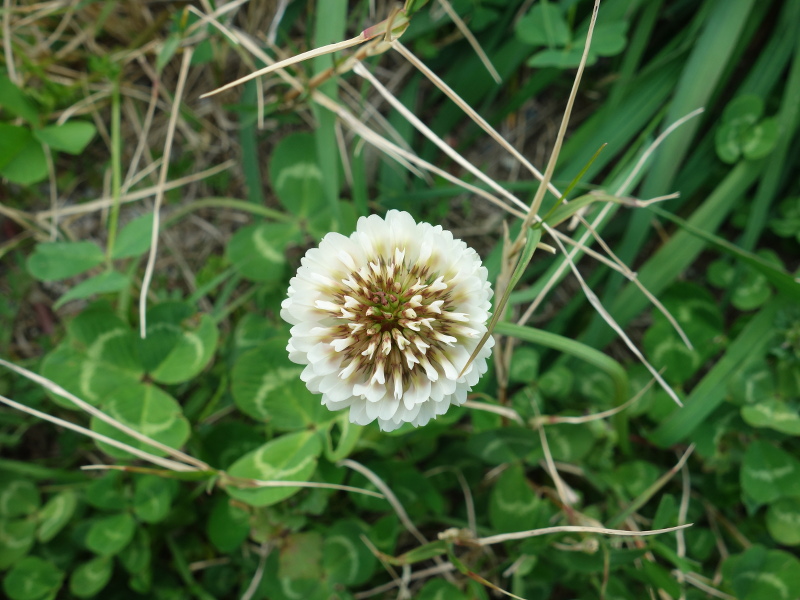 シロツメクサの花