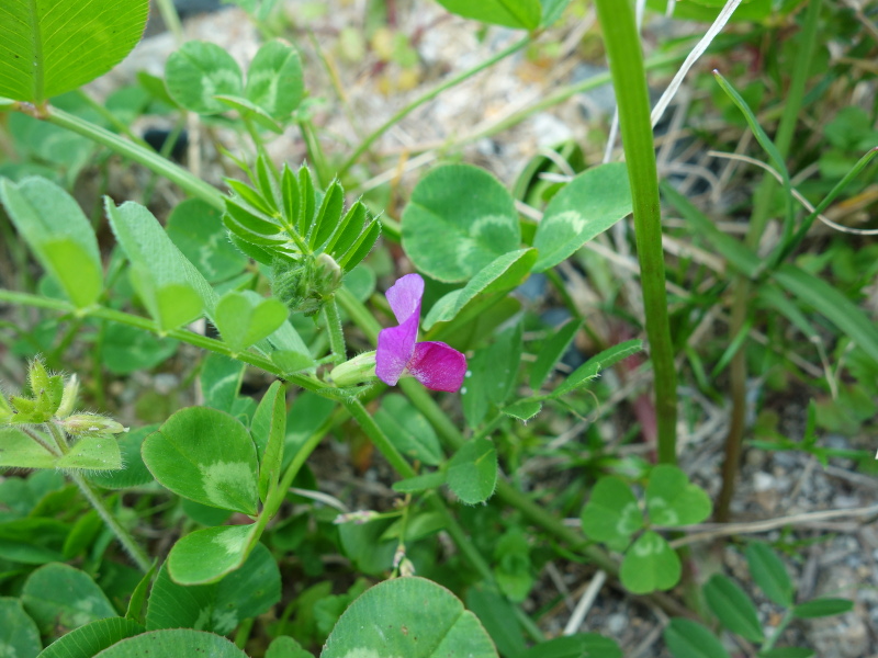 カラスノエンドウ