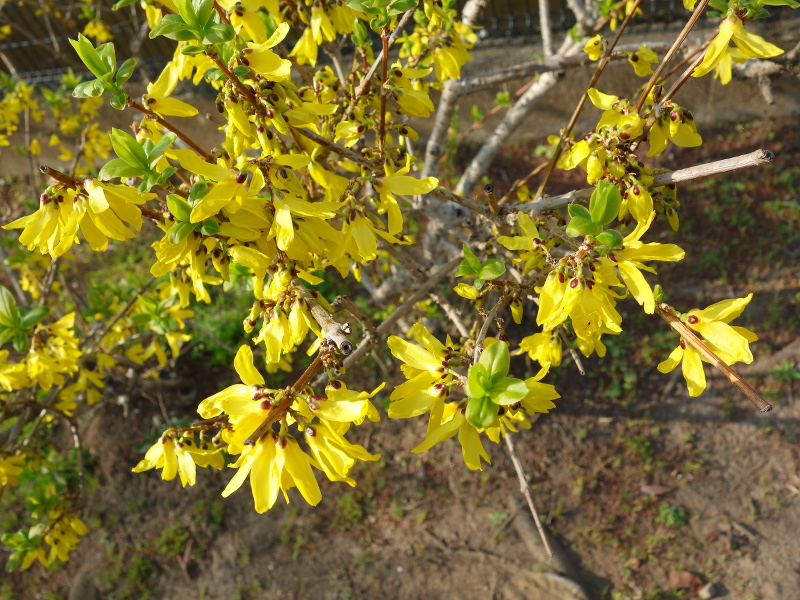 レンギョウ（連翹）