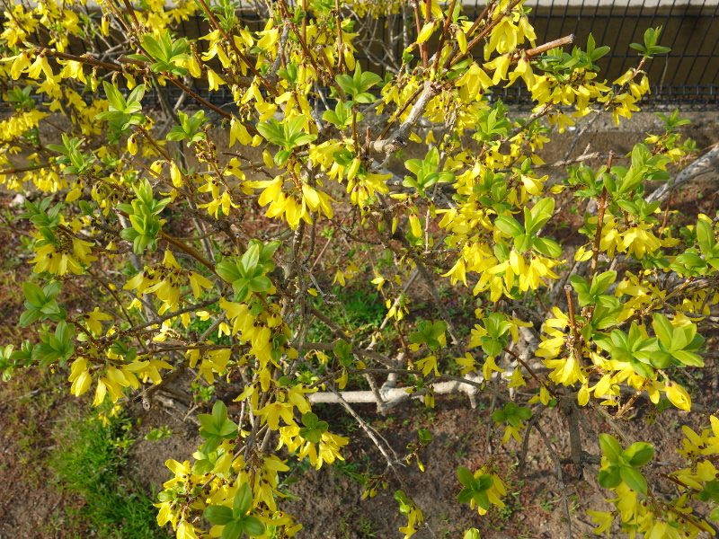 レンギョウ（連翹）