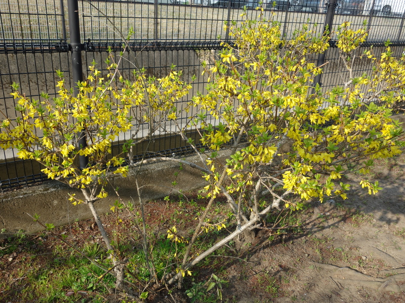 レンギョウ（連翹）