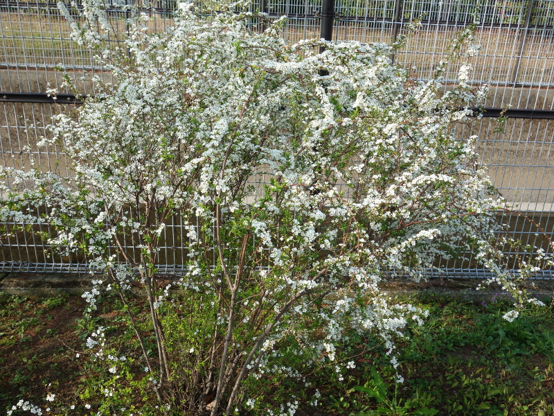 ユキヤナギ（雪柳）