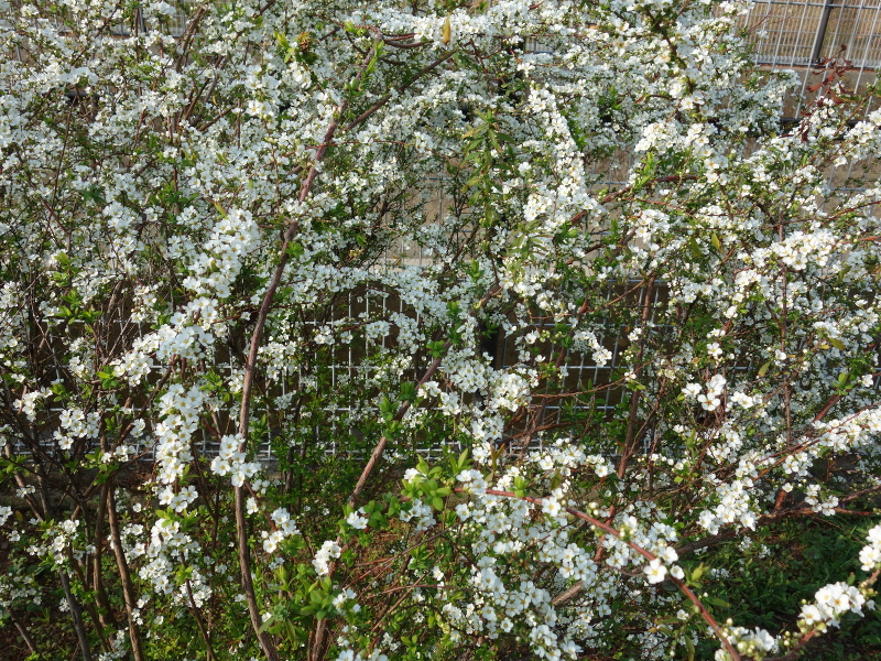 ユキヤナギ（雪柳）