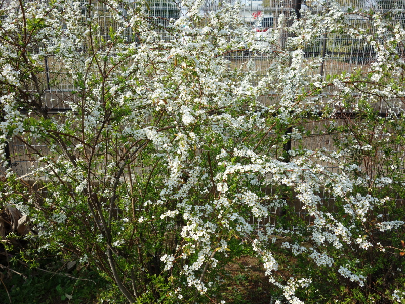 ユキヤナギ（雪柳）