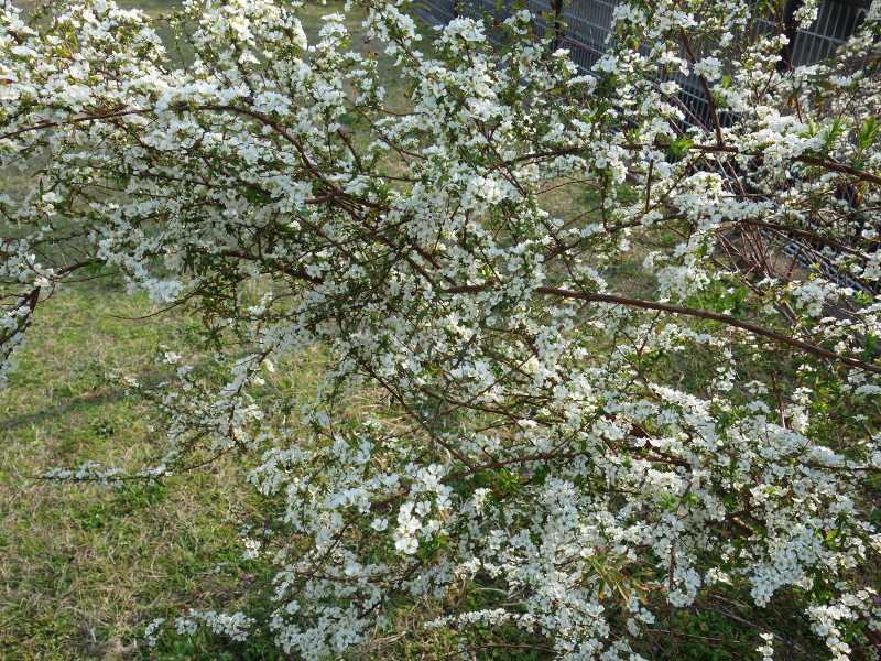 ユキヤナギ（雪柳）