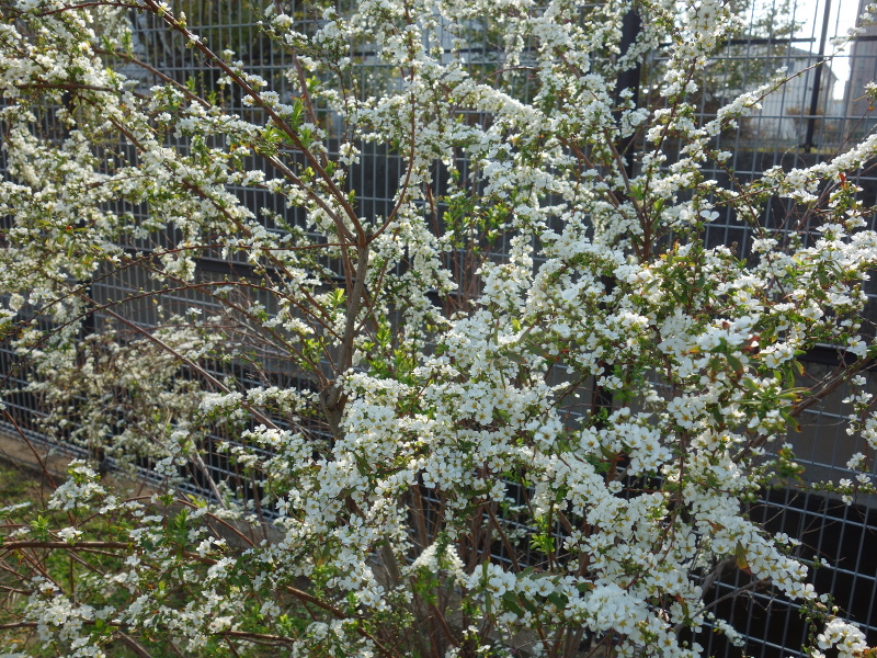 ユキヤナギ（雪柳）