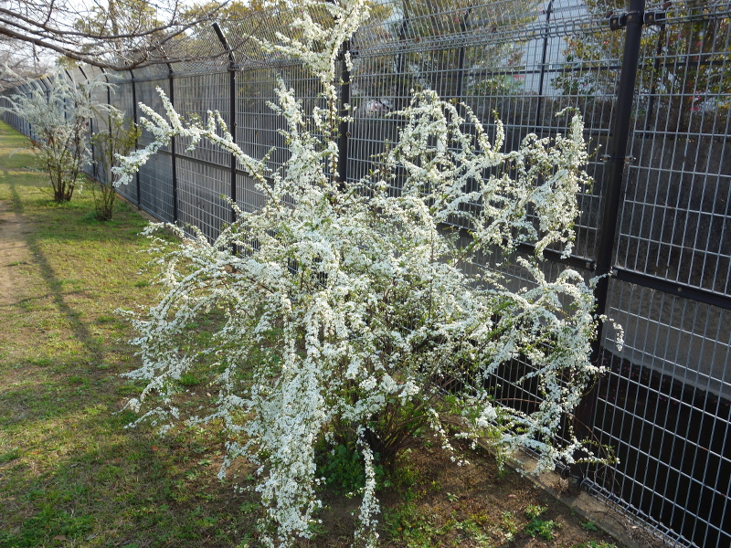 ユキヤナギ（雪柳）