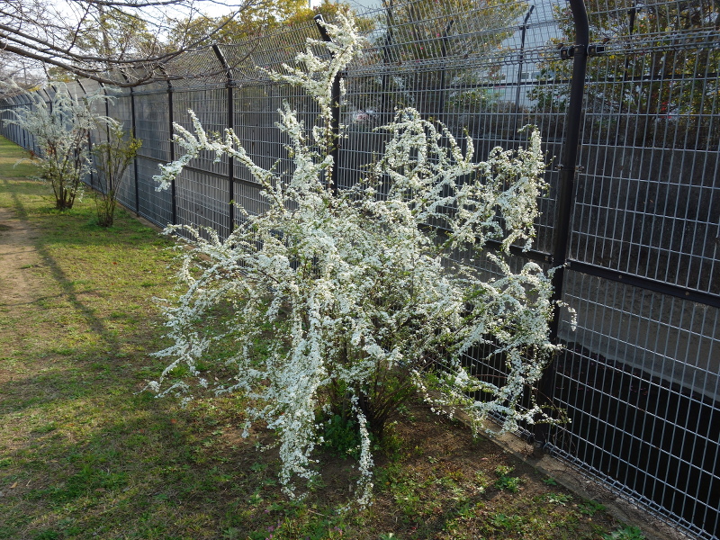 ユキヤナギ（雪柳）