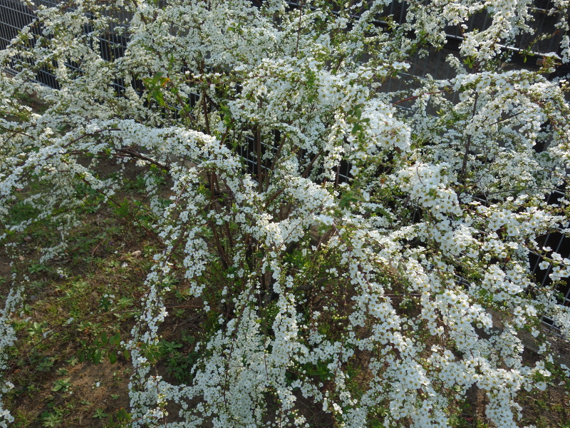 ユキヤナギ（雪柳）