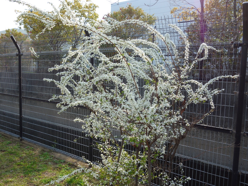 ユキヤナギ（雪柳）