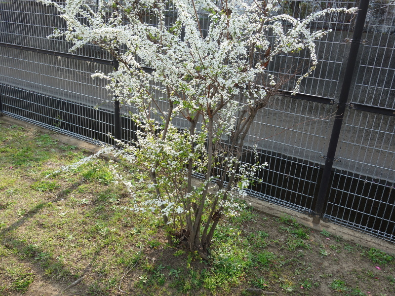 ユキヤナギ（雪柳）