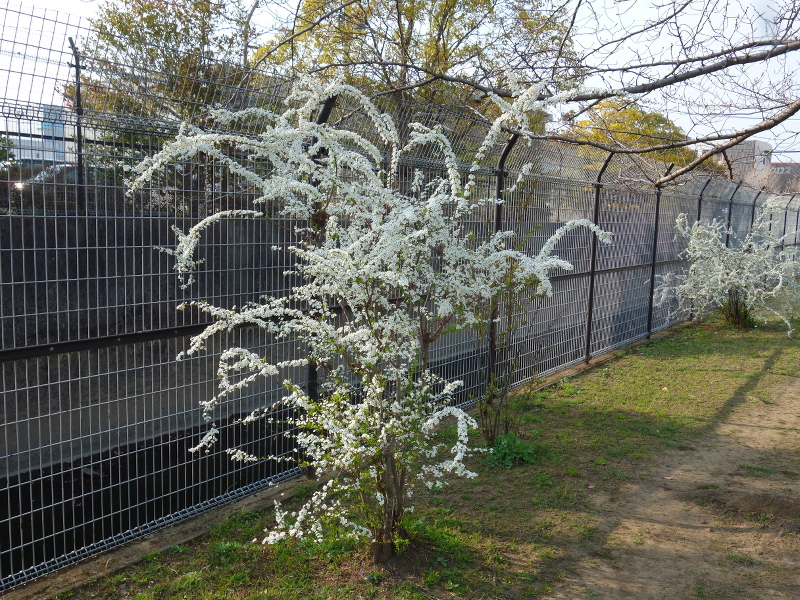 ユキヤナギ（雪柳）