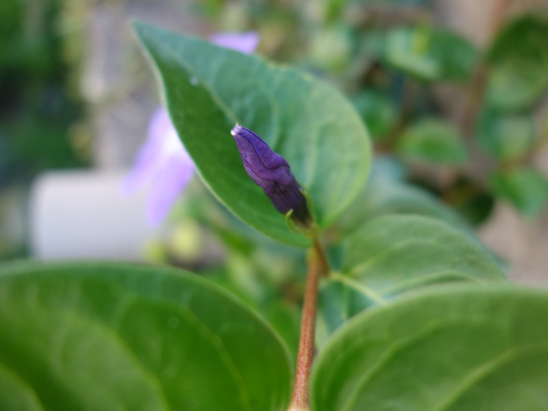 ツルニチニチソウ