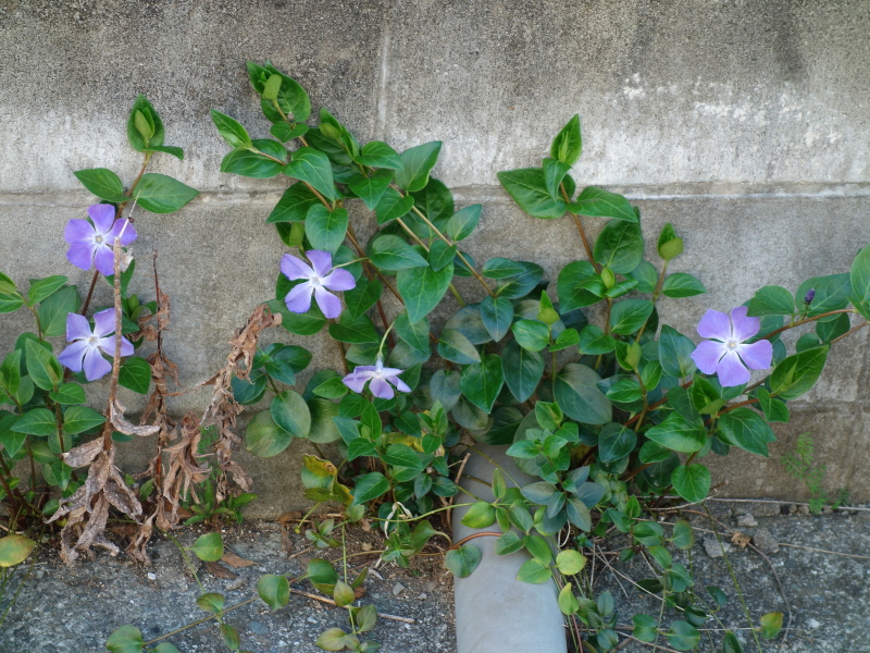 ツルニチニチソウ