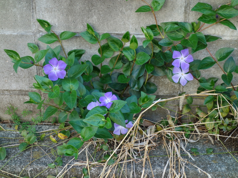 ツルニチニチソウ